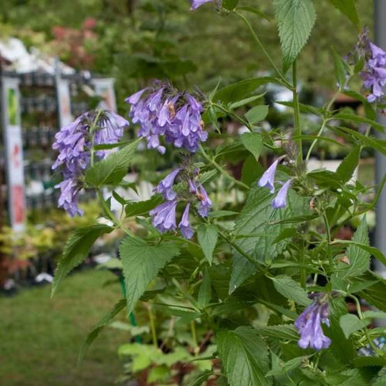 Promesse de Fleurs - Nepeta subsessilis Laufen - Chataire Godet de 8/9 cm