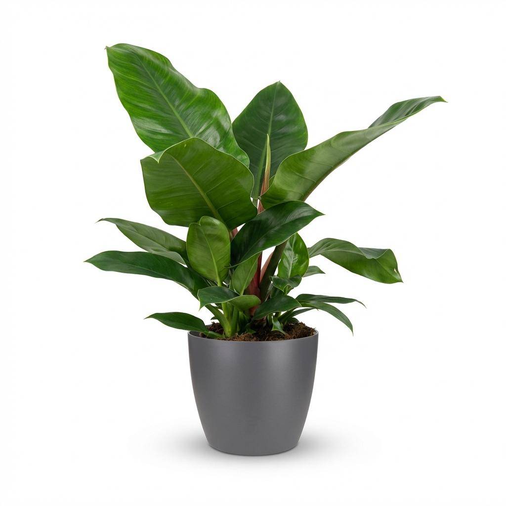 Philodendron - Philodendron Imperial Green - Pot de 19cm - Hauteur 65cm - Blanc - Plantes d'intérieur - Image 10