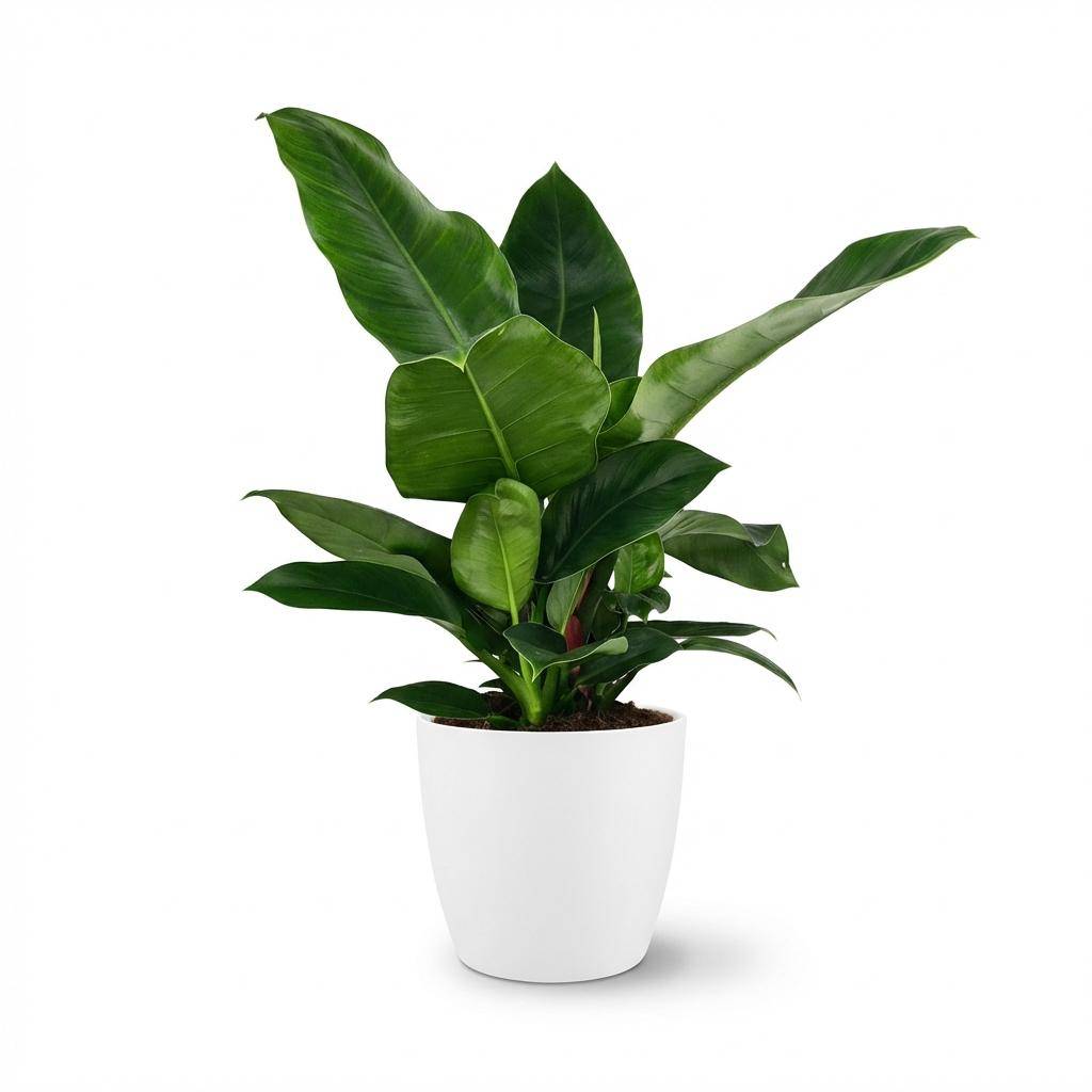 Philodendron - Philodendron Imperial Green - Pot de 19cm - Hauteur 65cm - Blanc - Plantes d'intérieur - Image 1