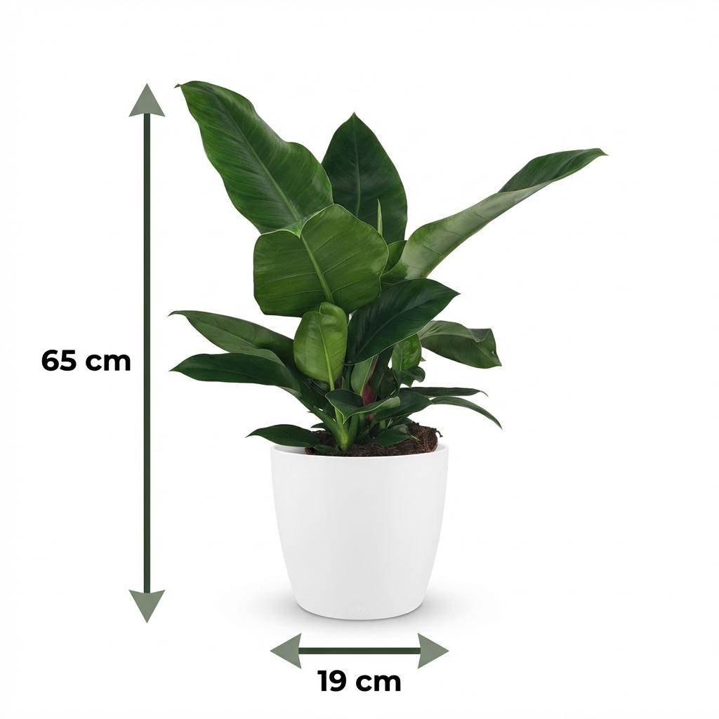 Philodendron - Philodendron Imperial Green - Pot de 19cm - Hauteur 65cm - Blanc - Plantes d'intérieur - Image 5