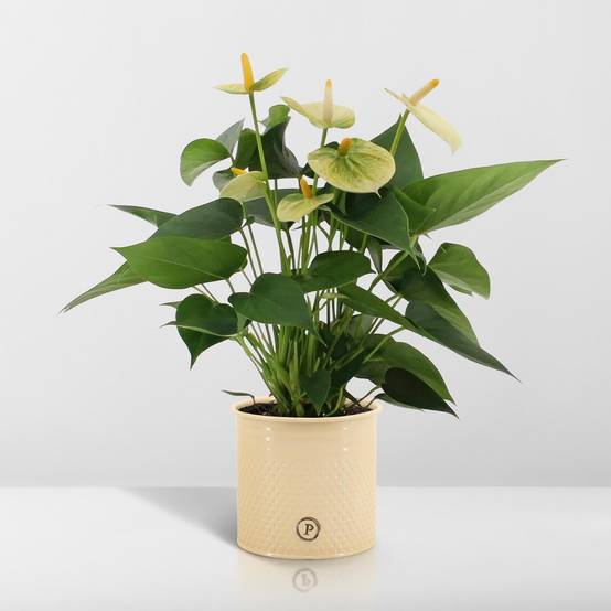Anthurium andreanum Vanilla et son pot- La Green Touch Crème - Hauteur 45cm - Image 6
