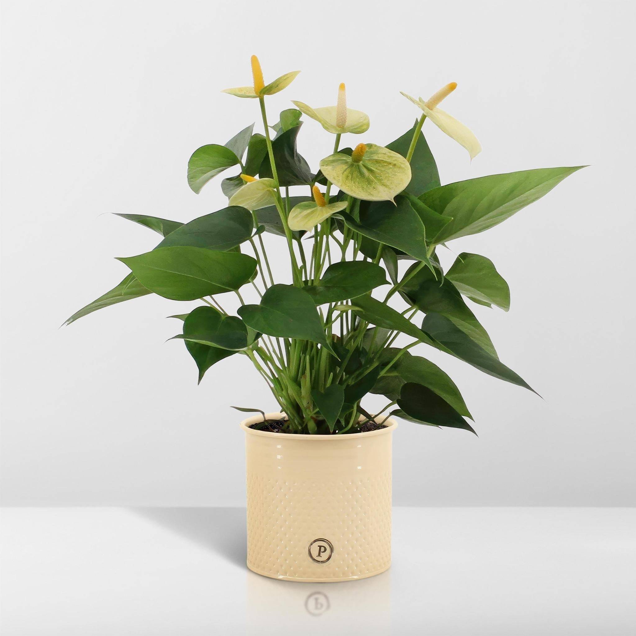 Anthurium andreanum Vanilla et son pot- La Green Touch Crème - Hauteur 45cm - Image 6