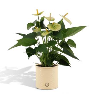Anthurium andreanum Vanilla et son pot- La Green Touch Crème - Hauteur 45cm