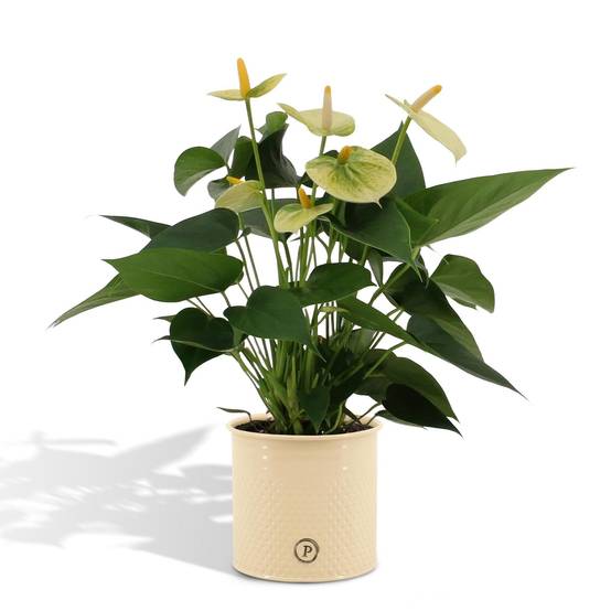 Anthurium andreanum Vanilla et son pot- La Green Touch Crème - Hauteur 45cm - Image 1