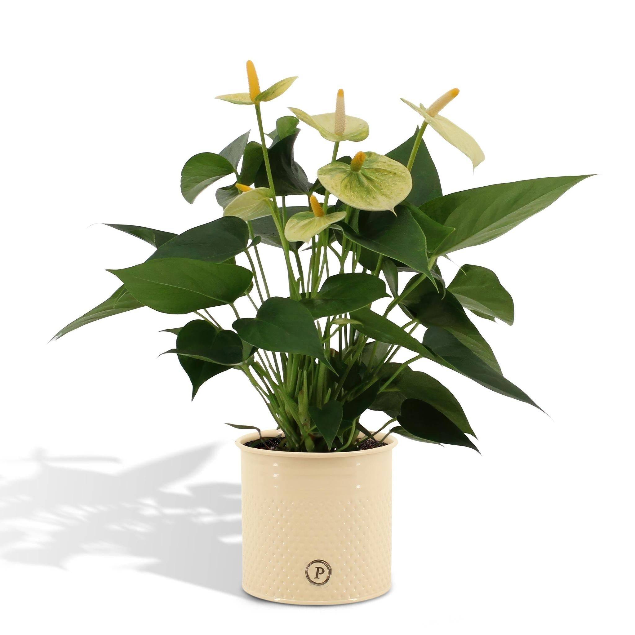 Anthurium andreanum Vanilla et son pot- La Green Touch Crème - Hauteur 45cm - Image 1