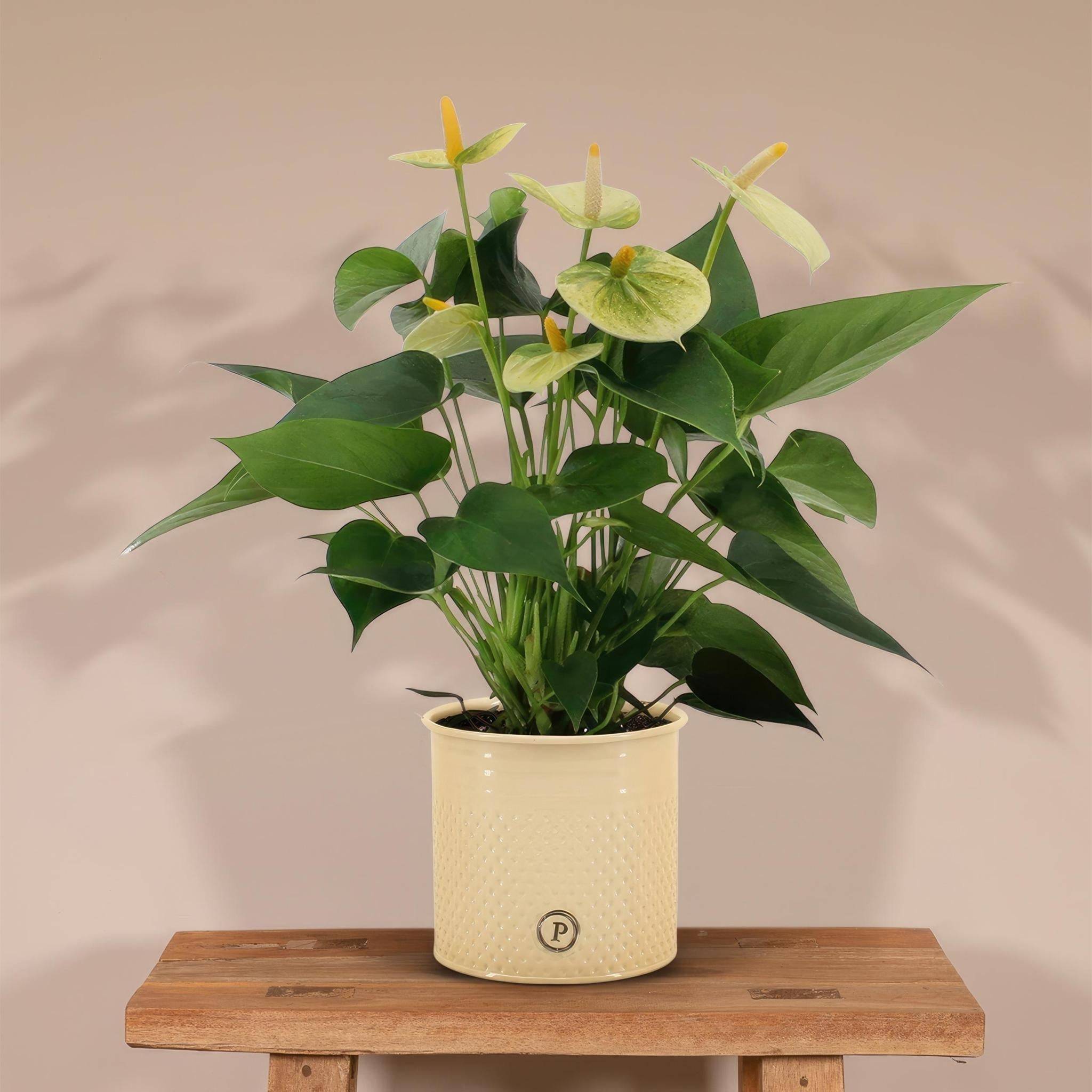 Anthurium andreanum Vanilla et son pot- La Green Touch Crème - Hauteur 45cm - Image 2