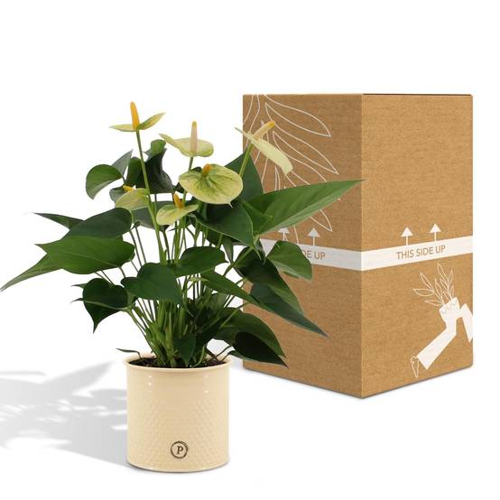 Anthurium andreanum Vanilla et son pot- La Green Touch Crème - Hauteur 45cm - Image 5