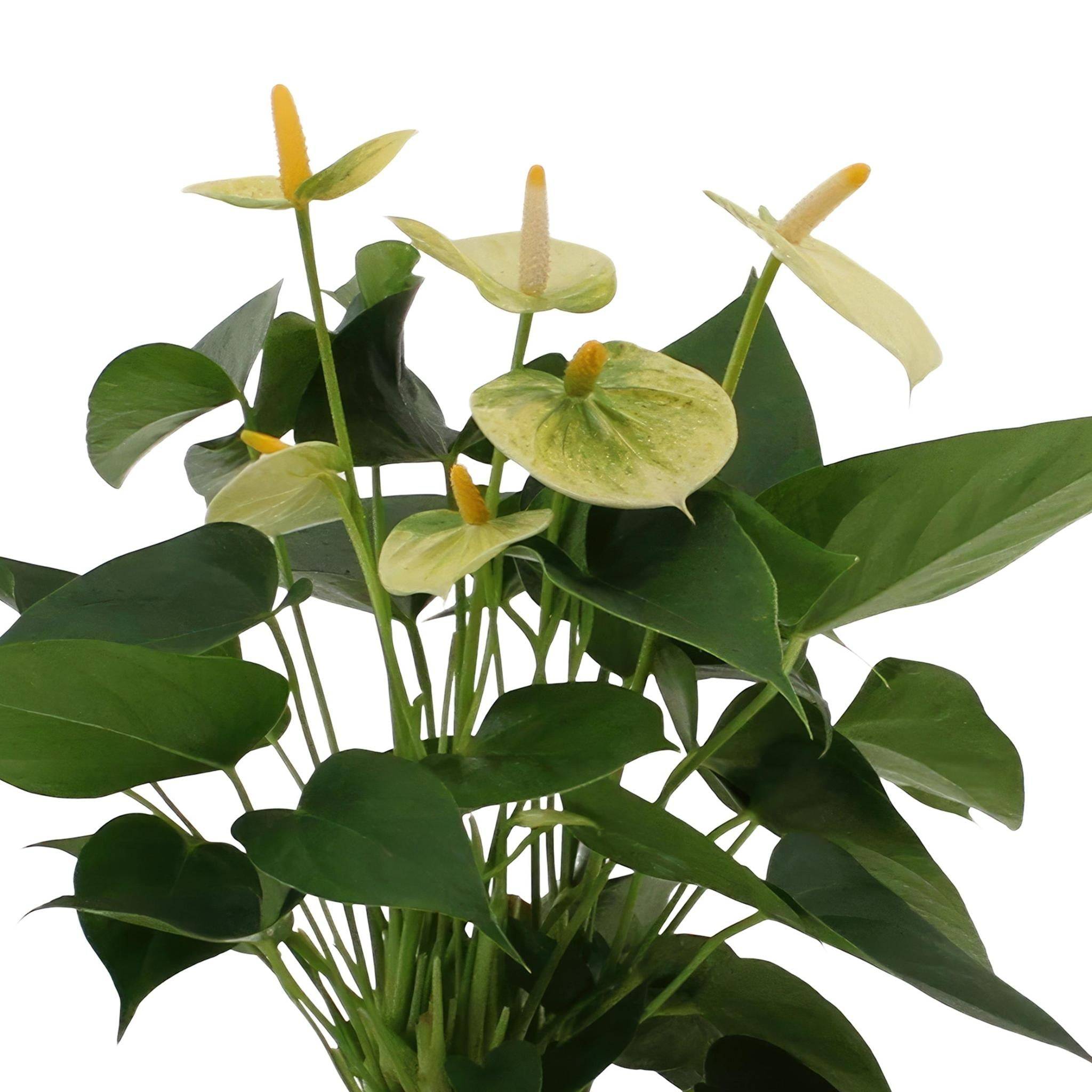 Anthurium andreanum Vanilla et son pot- La Green Touch Crème - Hauteur 45cm - Image 3