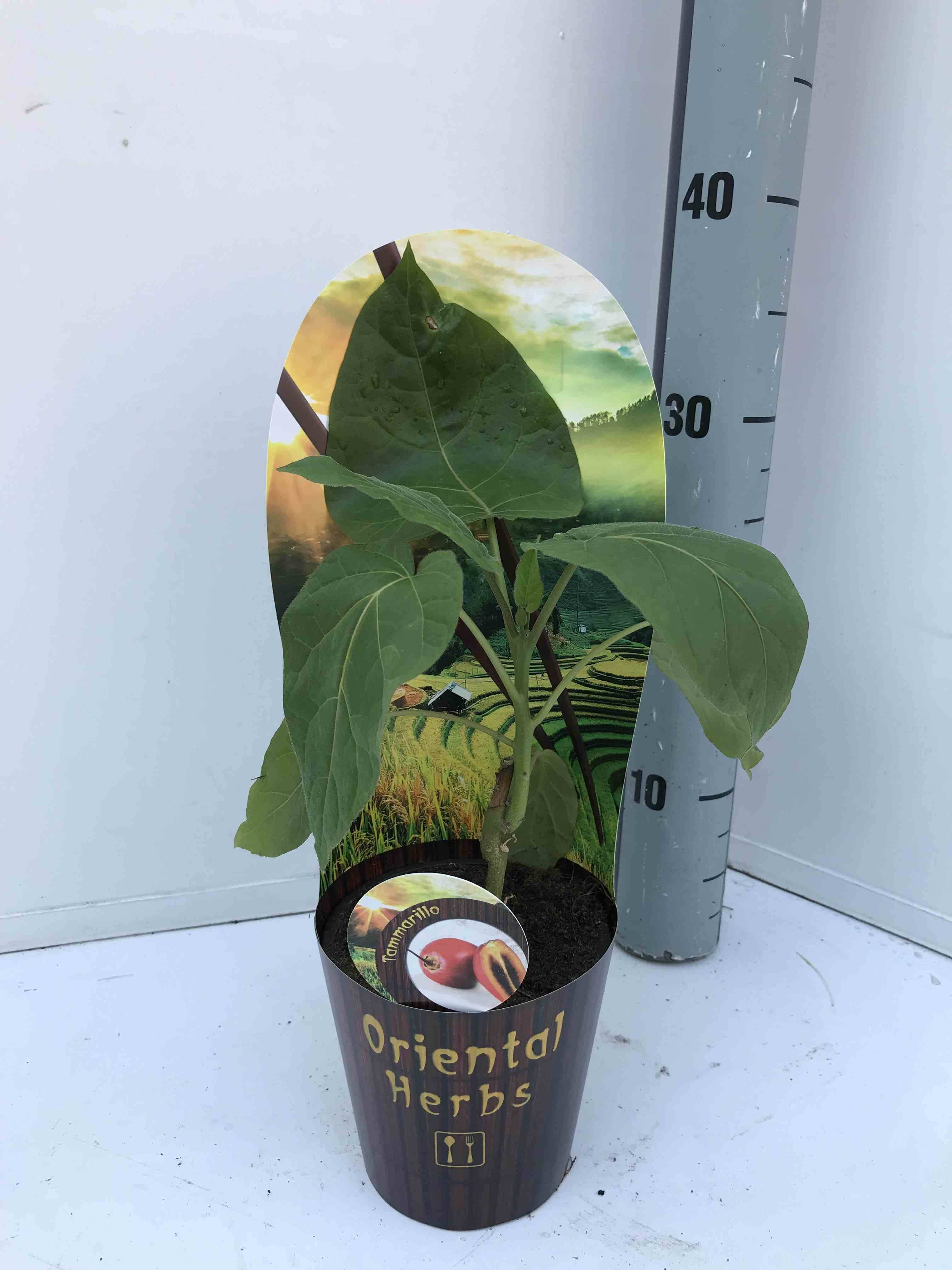 Sans Marque - Cyphomandra betacea (Tomates en arbre ou tamarillo)) Couleur floraison:Blanc - Taille:Pot de 3 litres ? 20/40 cm - Image 1