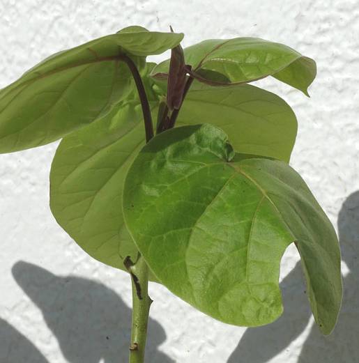 Sans Marque - Cyphomandra betacea (Tomates en arbre ou tamarillo)) Couleur floraison:Blanc - Taille:Pot de 3 litres ? 20/40 cm - Image 4