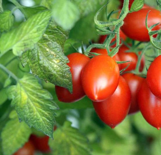 Sans Marque - Cyphomandra betacea (Tomates en arbre ou tamarillo)) Couleur floraison:Blanc - Taille:Pot de 3 litres ? 20/40 cm - Image 2