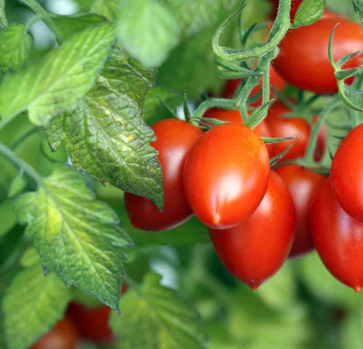 Sans Marque - Cyphomandra betacea (Tomates en arbre ou tamarillo)) Couleur floraison:Blanc - Taille:Pot de 3 litres ? 20/40 cm - Image 2