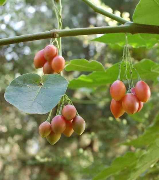 Sans Marque - Cyphomandra betacea (Tomates en arbre ou tamarillo)) Couleur floraison:Blanc - Taille:Pot de 3 litres ? 20/40 cm - Image 3