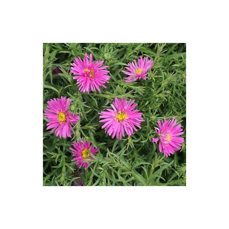 Aster d'automne Alice Haslam, Aster dumosus à fleurs Rose/ - feuillage Caduc - Godet - 5/20 cm - Image 5