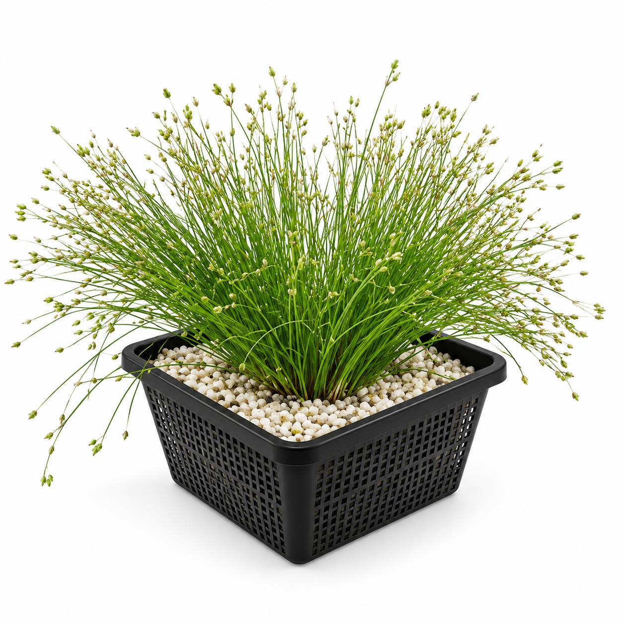 Scirpe épingle - Eleocharis acicularis