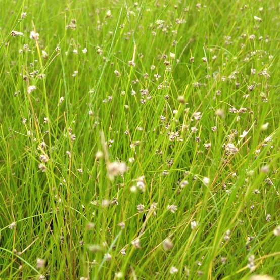 Scirpe épingle - Eleocharis acicularis - Image 3