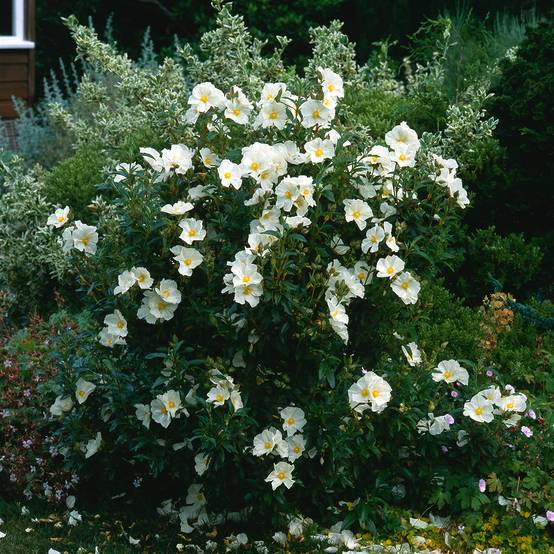 Promesse de Fleurs - Cistus x florentinus Repens - Ciste Godet de 8/9 cm