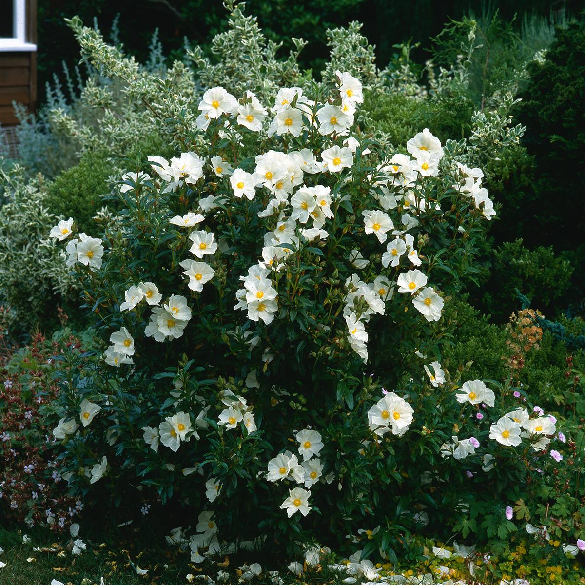 Promesse de Fleurs - Cistus x florentinus Repens - Ciste Godet de 8/9 cm