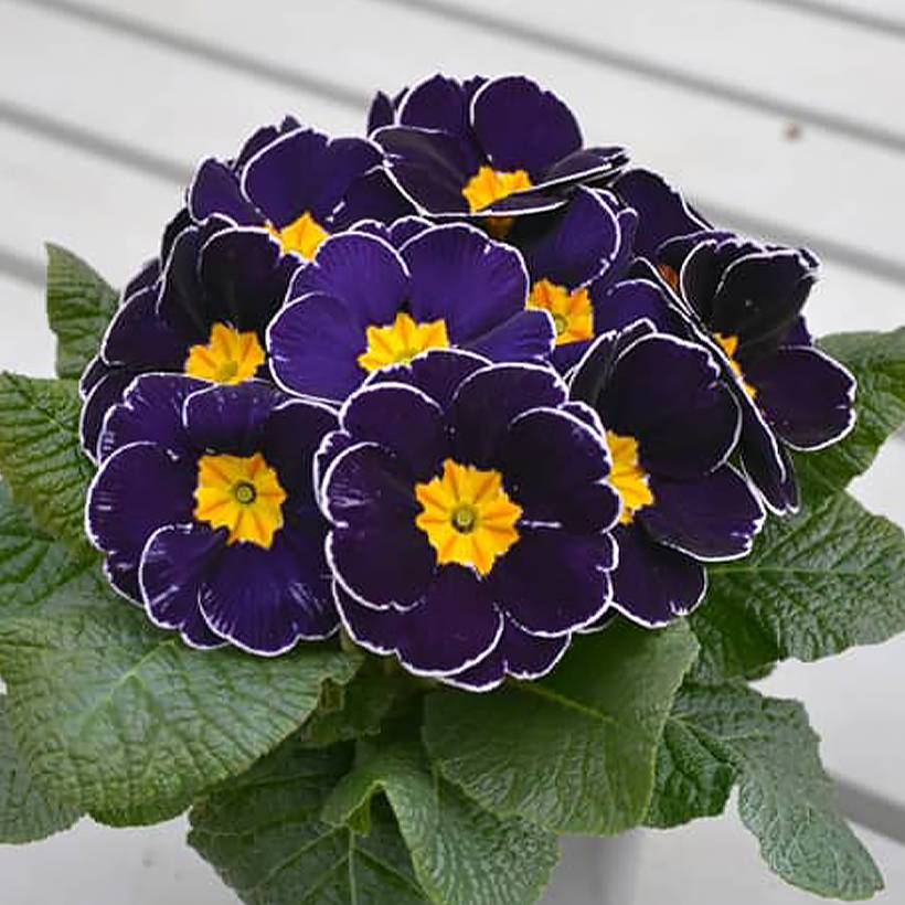 Promesse de Fleurs - Primevère hybride Charlie Deep Blue Edge F1 - Primula hybrida Mini-motte Ø 1,5/2,5 cm (par 5)
