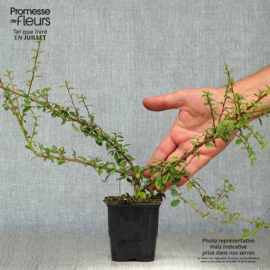 Cotoneaster suecicus Coral Beauty Godet de 8/9 cm - Image 2
