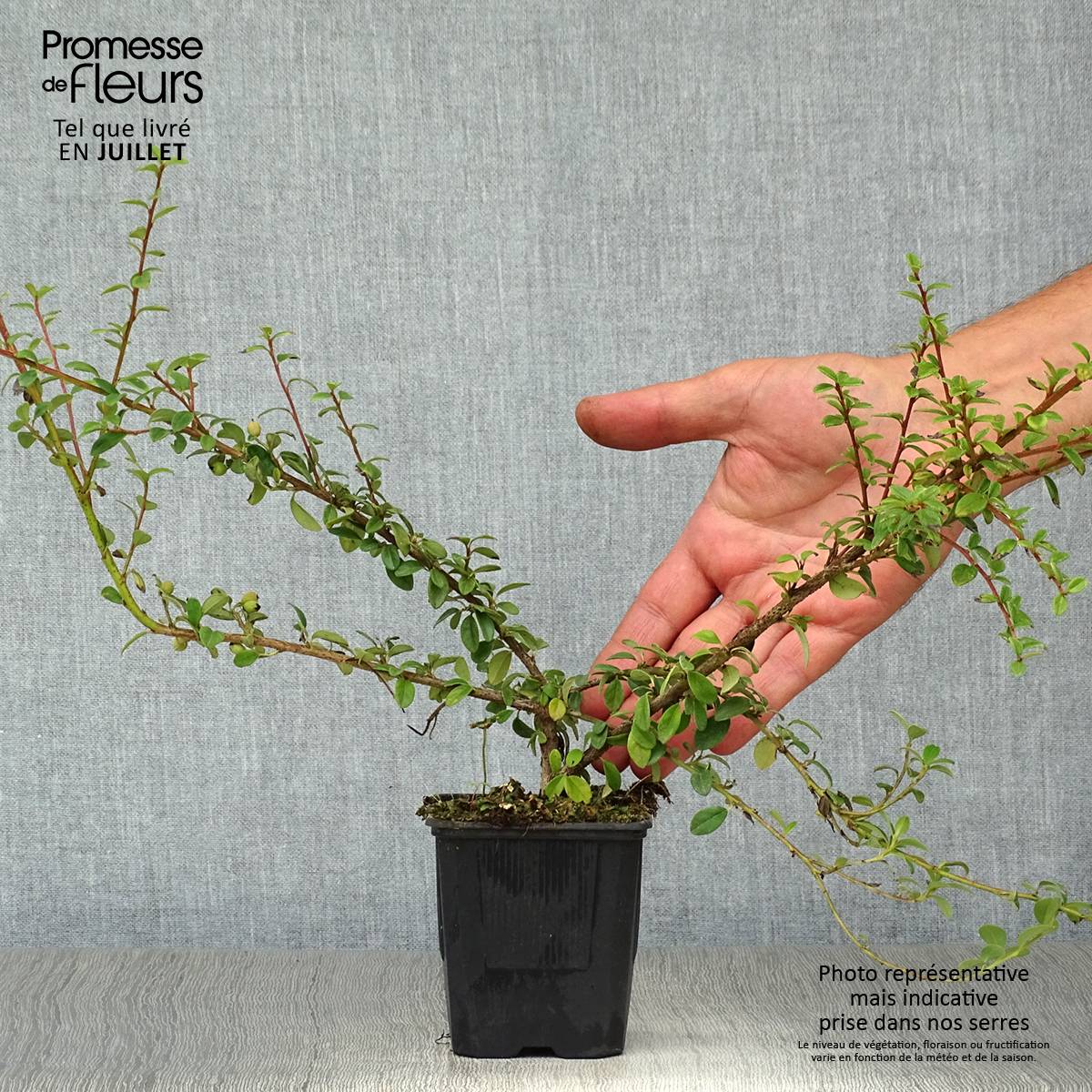 Cotoneaster suecicus Coral Beauty Godet de 8/9 cm - Image 2