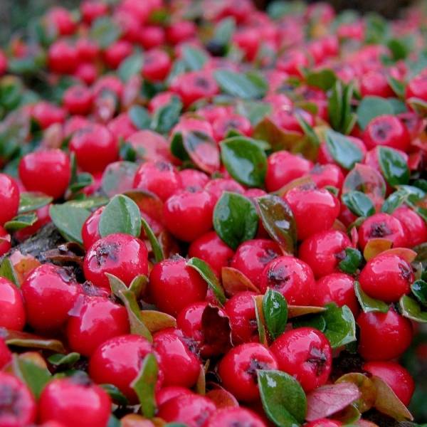 Cotoneaster suecicus Coral Beauty Godet de 8/9 cm
