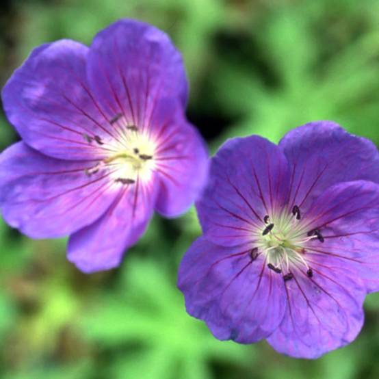 Géranium vivace Brookside à fleurs Bleue - feuillage Persistant - Godet- hauteur à maturité De 0,50 m à 1,00 m