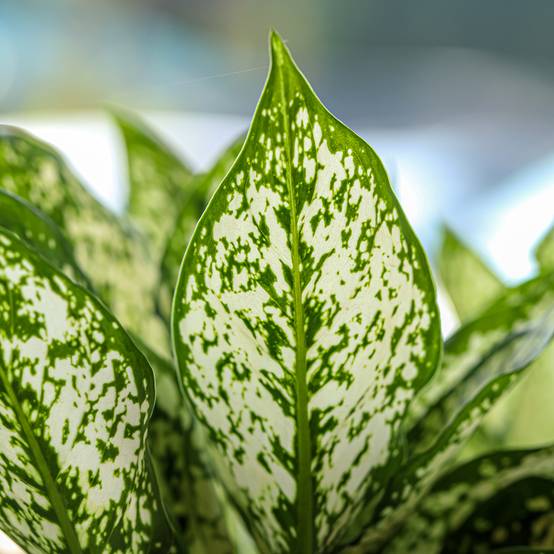 Promesse de Fleurs - Aglaonema Variegata Pearls Mini-plante