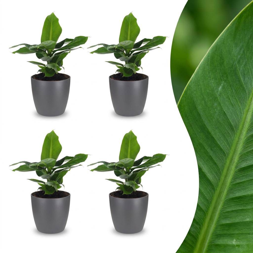 Musa Oriental Dwarf - Bananier nain oriental - Pot de 12cm - 4 plantes - Gris - Plantes d'intérieur - Image 1