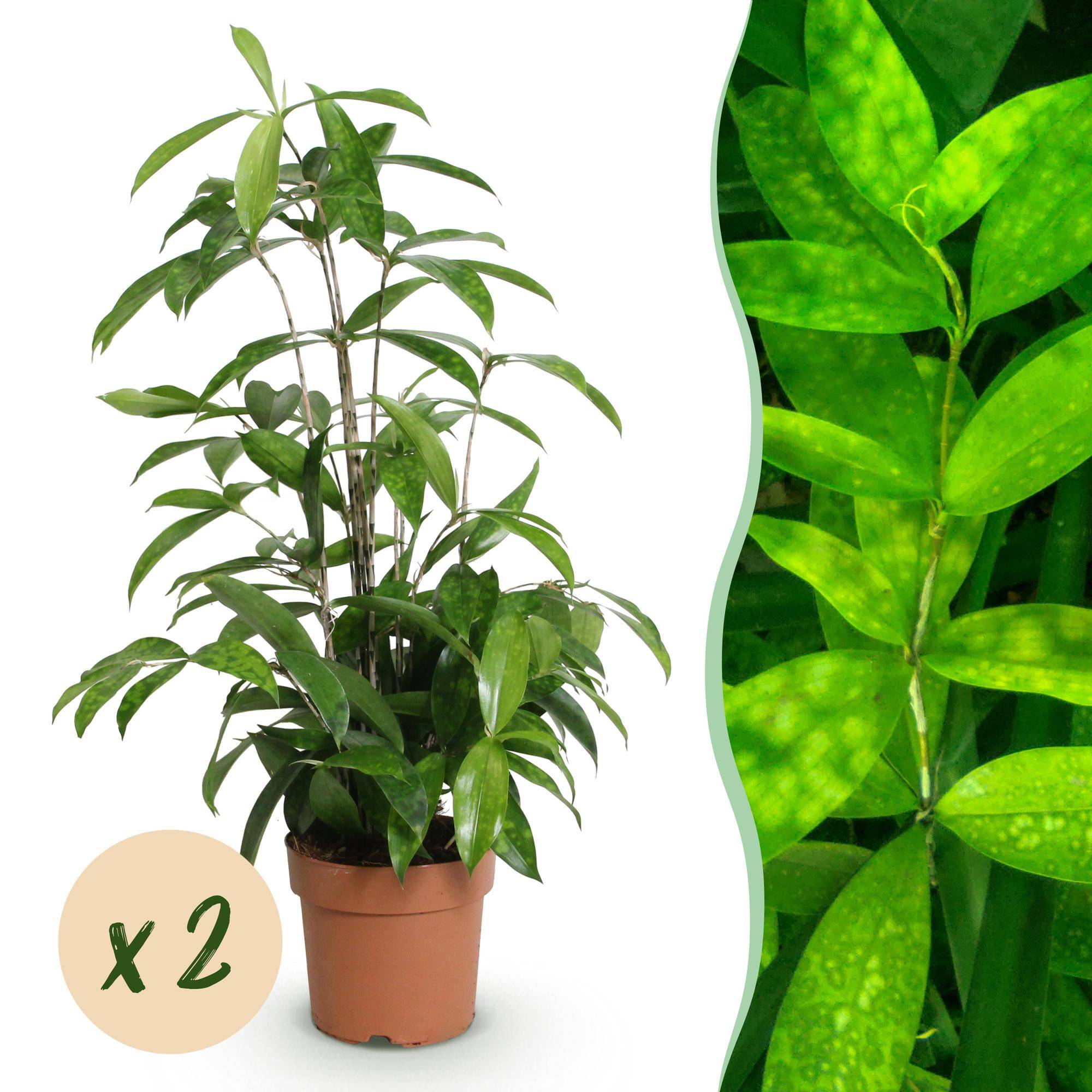 Dracaena surculosa - lot de 2 - Ø17cm - ↕70cm - Plantes d’intérieur - Image 1