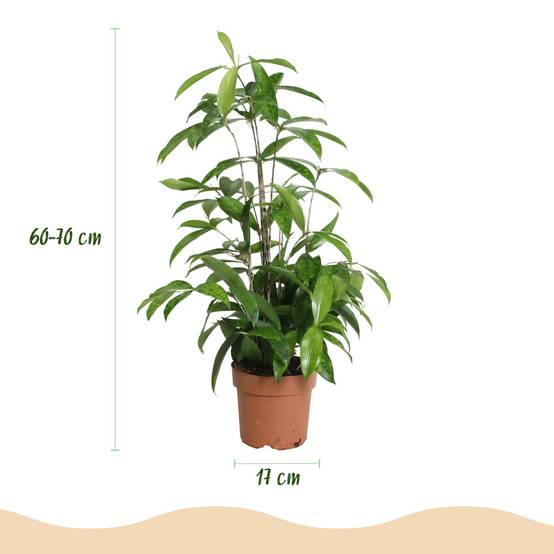 Dracaena surculosa - lot de 2 - Ø17cm - ↕70cm - Plantes d’intérieur - Image 3