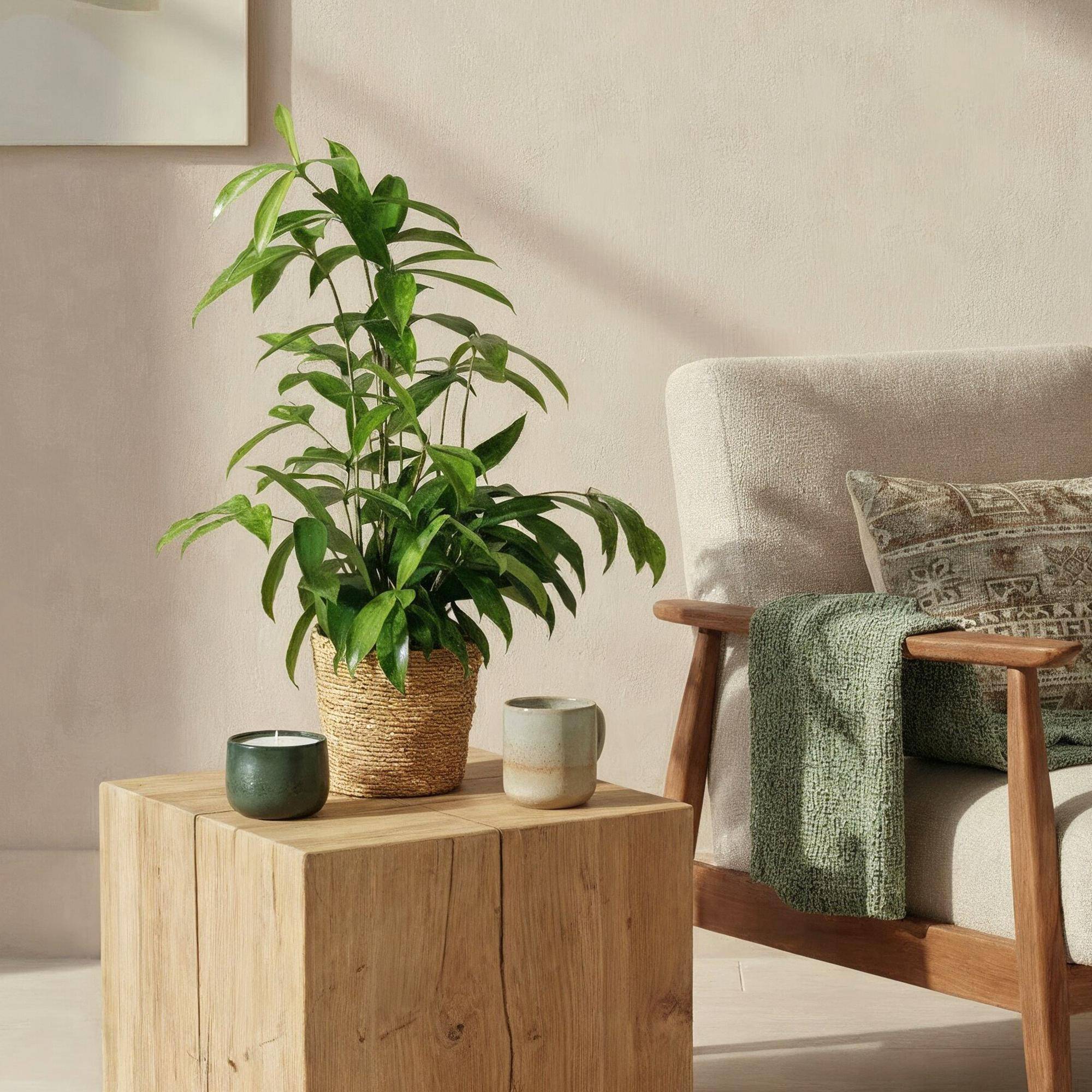 Dracaena surculosa - lot de 2 - Ø17cm - ↕70cm - Plantes d’intérieur - Image 4