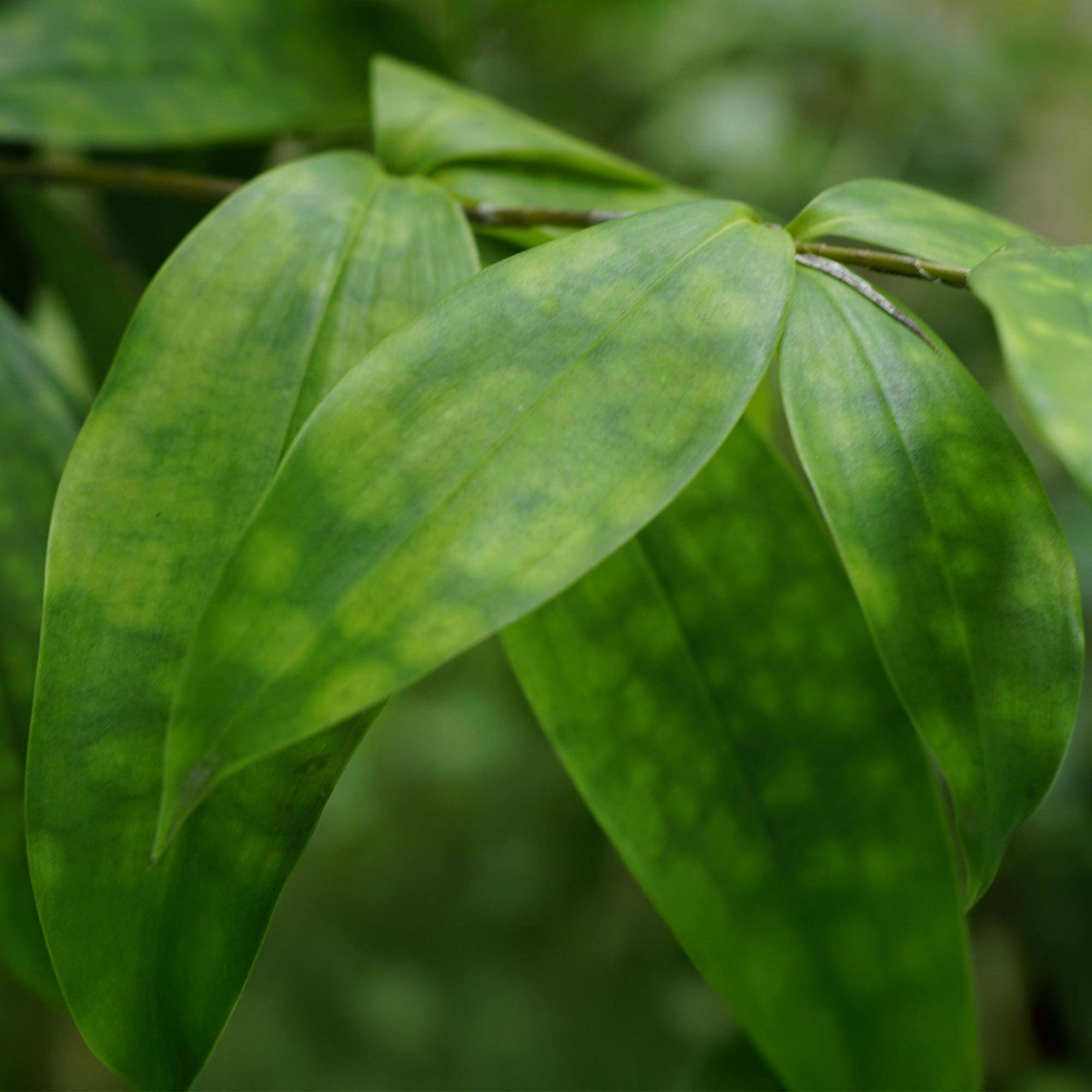 Dracaena surculosa - lot de 2 - Ø17cm - ↕70cm - Plantes d’intérieur - Image 5