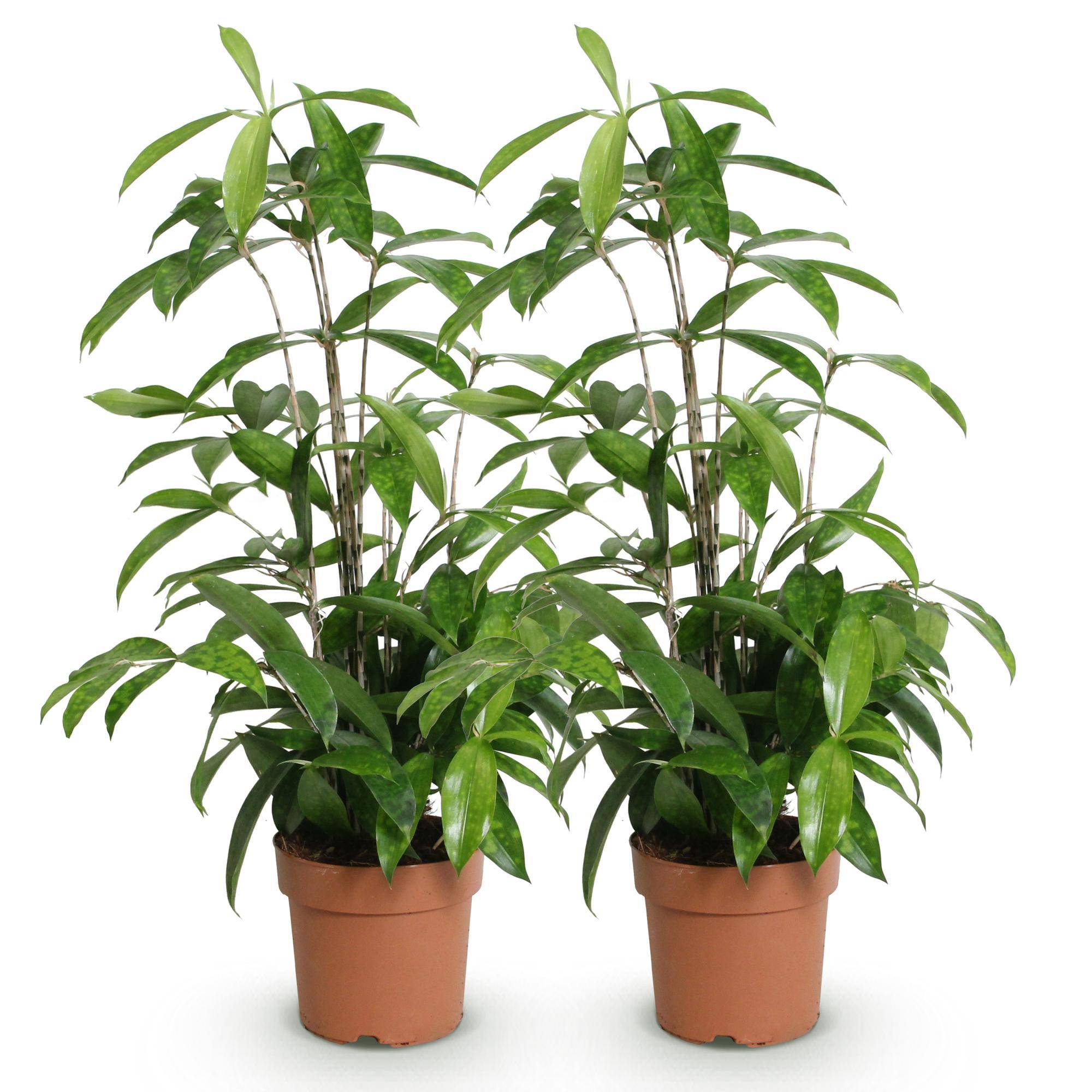 Dracaena surculosa - lot de 2 - Ø17cm - ↕70cm - Plantes d’intérieur - Image 2