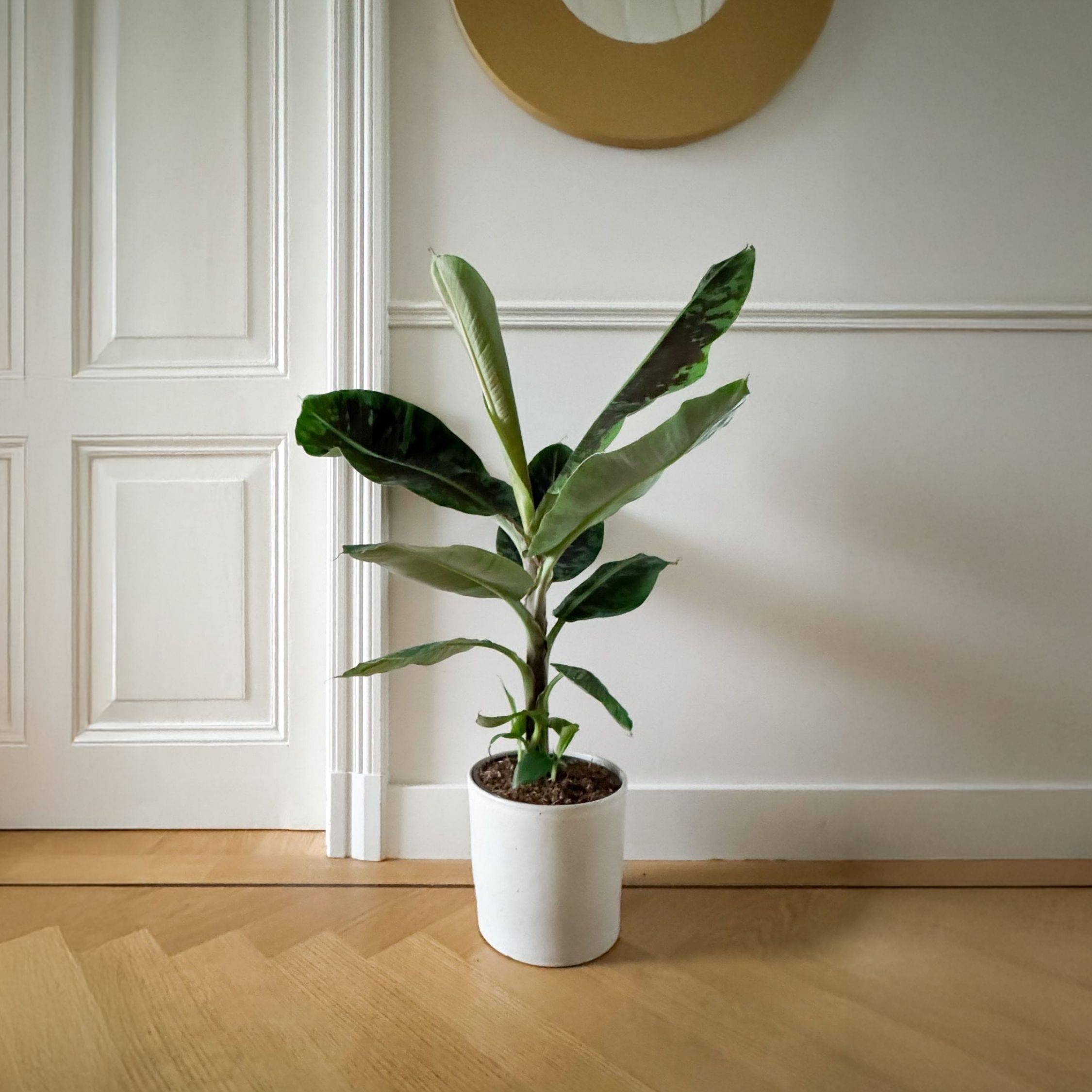 Plant In A Box - Bananaier nain - Musa 'Dwarf Cavendish' - Hauteur 90-100cm - ⌀21cm - Image 2