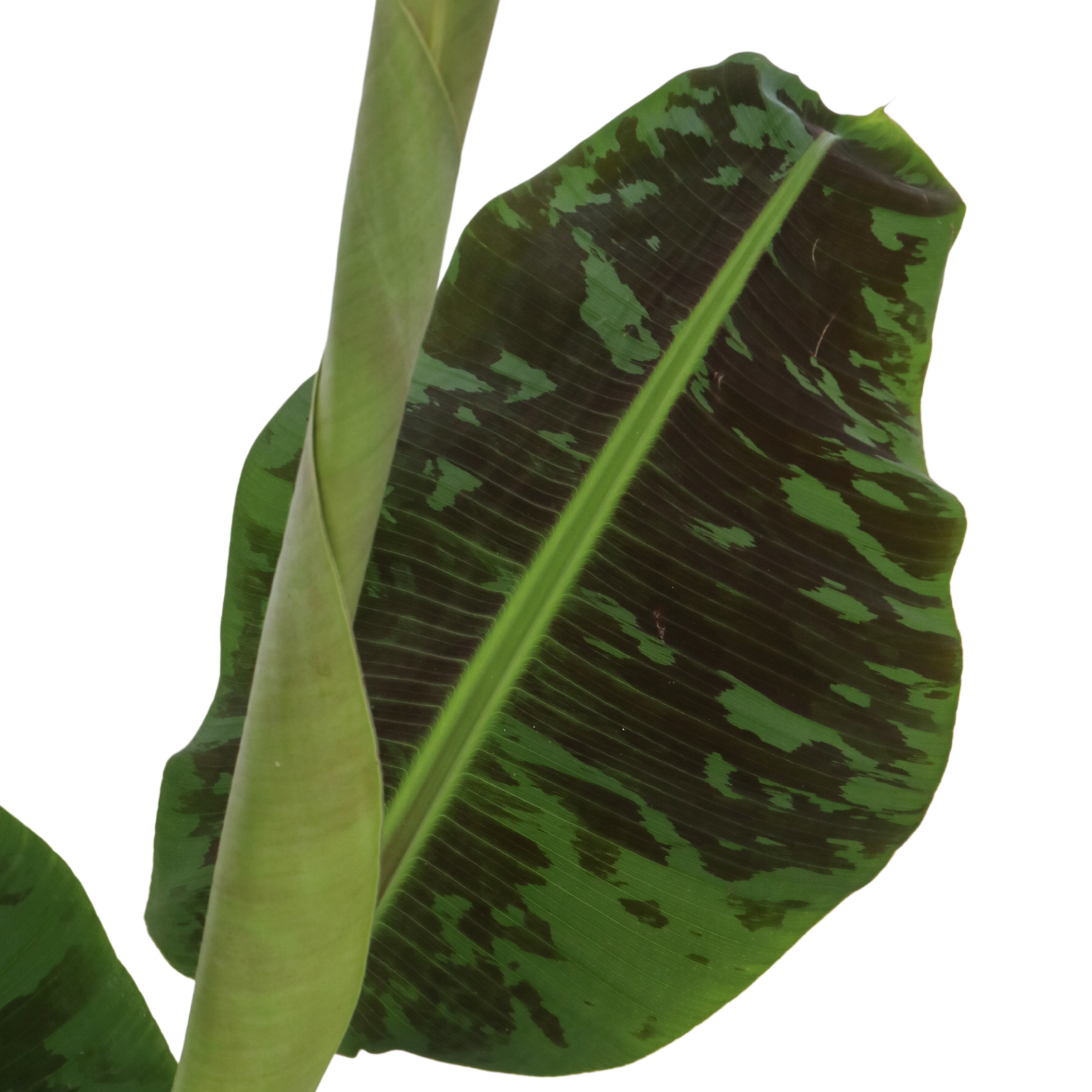 Plant In A Box - Bananaier nain - Musa 'Dwarf Cavendish' - Hauteur 90-100cm - ⌀21cm - Image 5