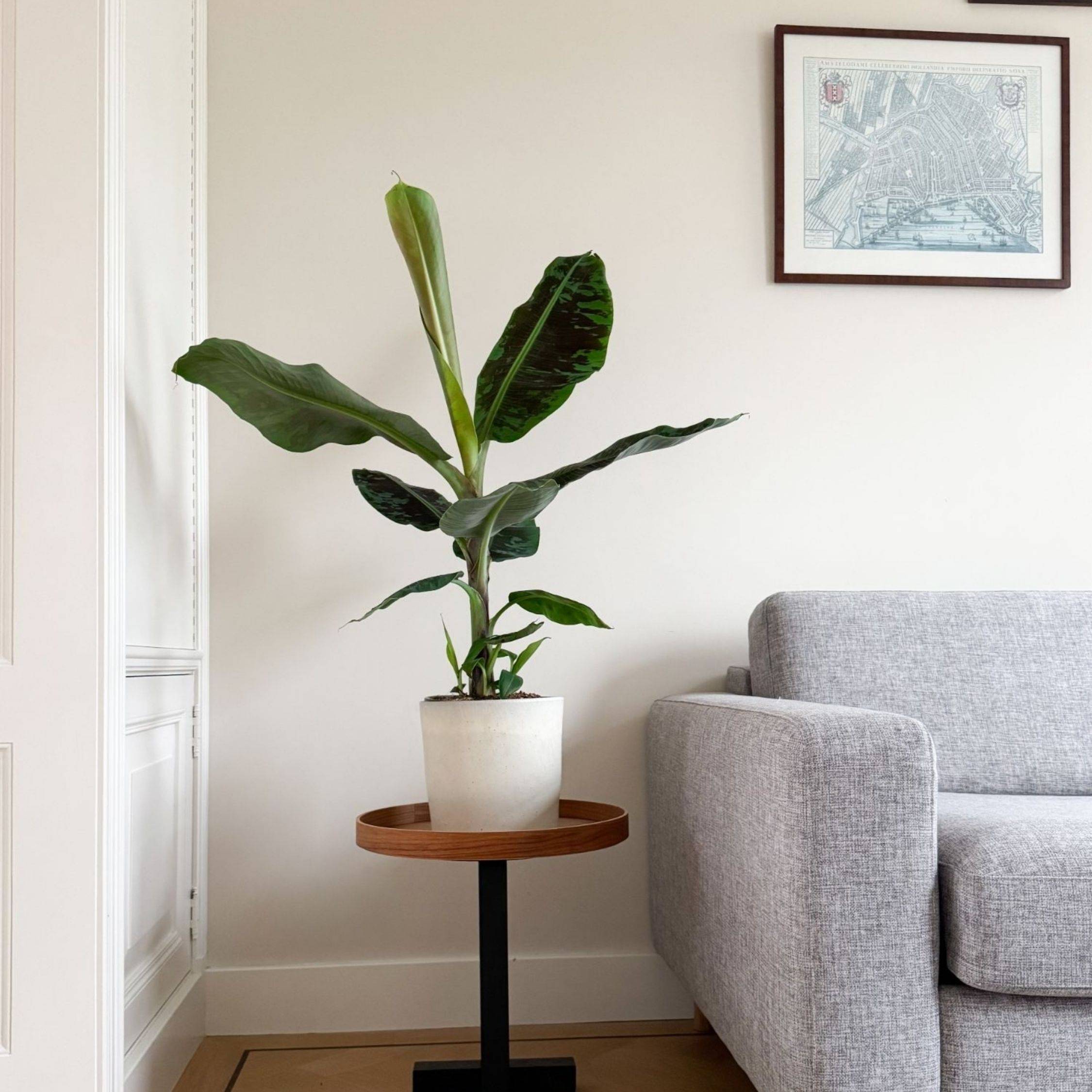 Plant In A Box - Bananaier nain - Musa 'Dwarf Cavendish' - Hauteur 90-100cm - ⌀21cm - Image 3