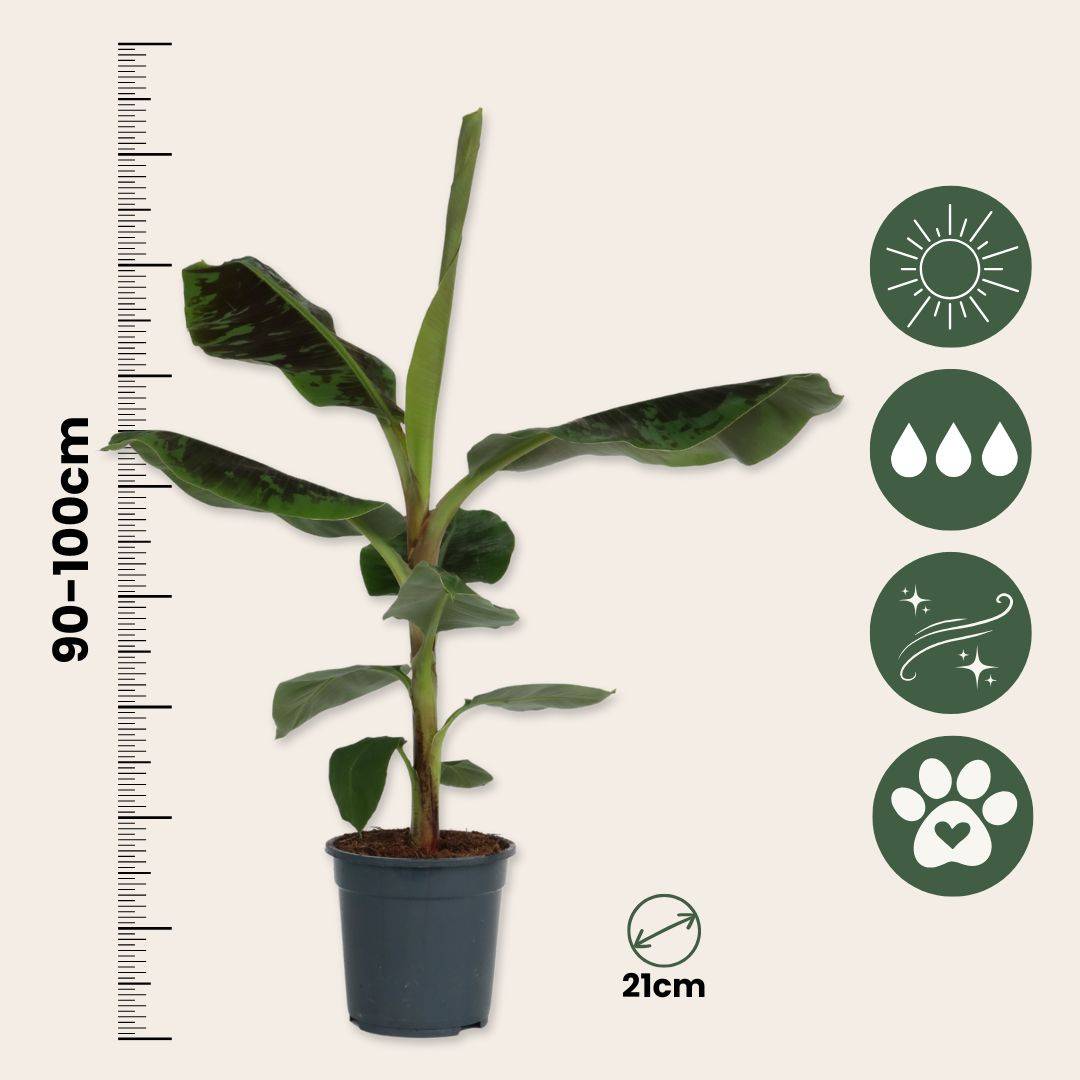Plant In A Box - Bananaier nain - Musa 'Dwarf Cavendish' - Hauteur 90-100cm - ⌀21cm - Image 6