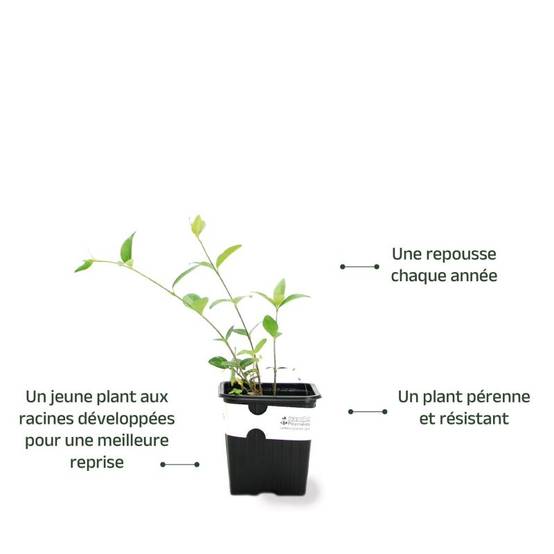 3 Petites Pervenches 'Alba' (Vinca Minor 'Alba') - Lot de 3 vivaces - Pépinières Naudet - Image 3