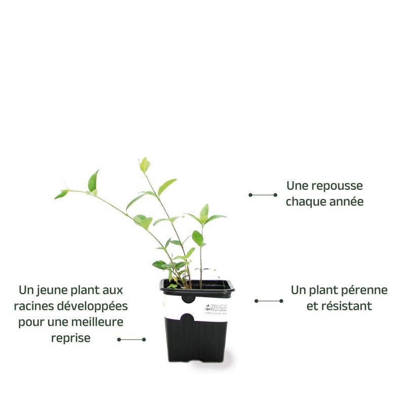 3 Petites Pervenches 'Alba' (Vinca Minor 'Alba') - Lot de 3 vivaces - Pépinières Naudet - Image 3