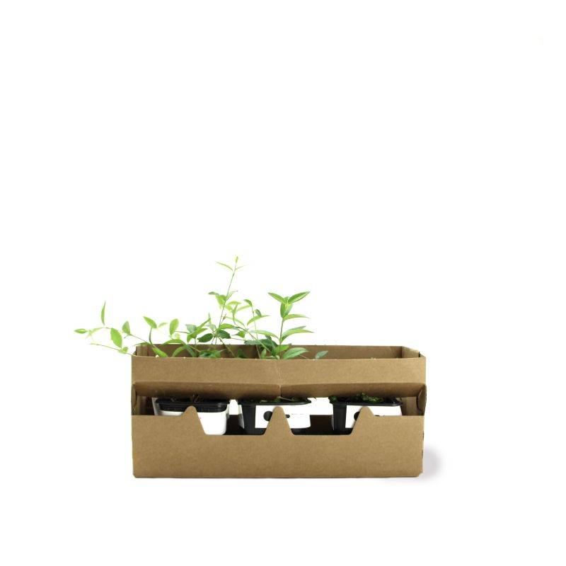 3 Petites Pervenches 'Alba' (Vinca Minor 'Alba') - Lot de 3 vivaces - Pépinières Naudet - Image 4