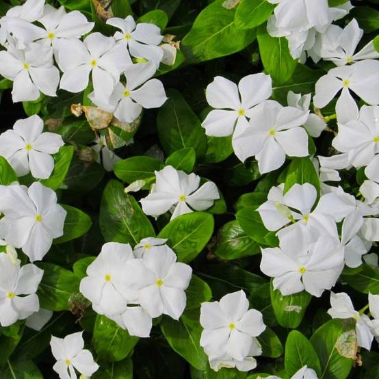 3 Petites Pervenches 'Alba' (Vinca Minor 'Alba') - Lot de 3 vivaces - Pépinières Naudet - Image 1