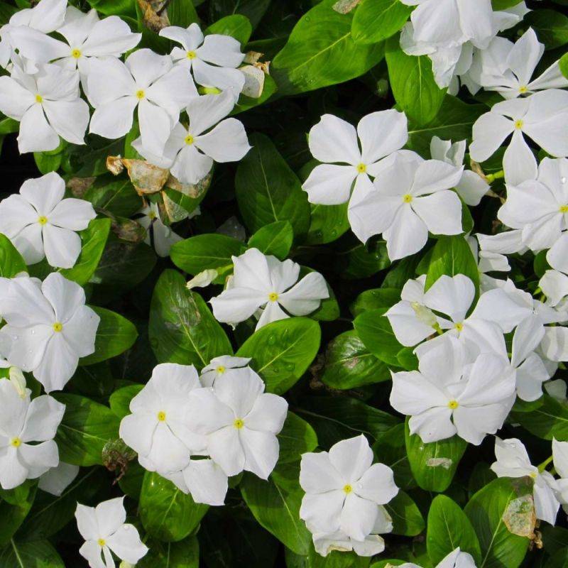 3 Petites Pervenches 'Alba' (Vinca Minor 'Alba') - Lot de 3 vivaces - Pépinières Naudet - Image 1