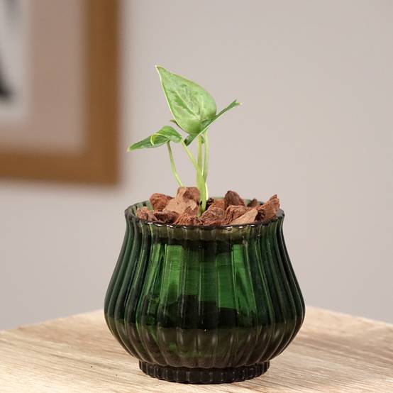 Anthurium clarinervium Pot de 12 cm / 13 cm