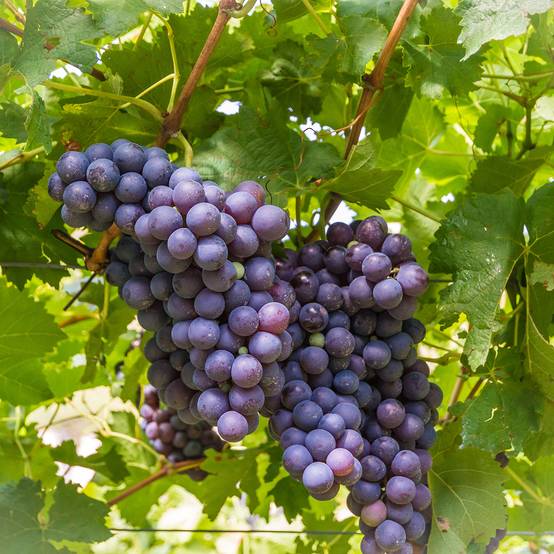 Vigne de table Moscato d'Adda - Vitis vinifera Pot de 1,5L/2L