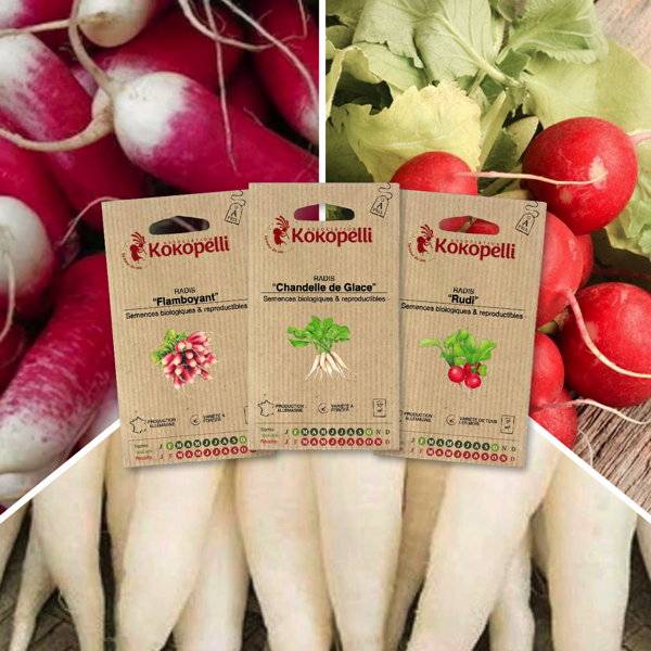 Radis aux formes variées - 3 sachets de graines bio à semer - Image 1