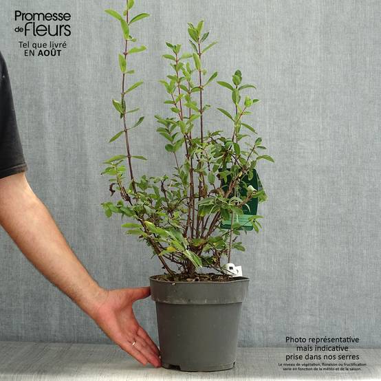 Lonicera kamtschatica Kalinka - Baie de mai Pot de 1,5L/2L - Image 2