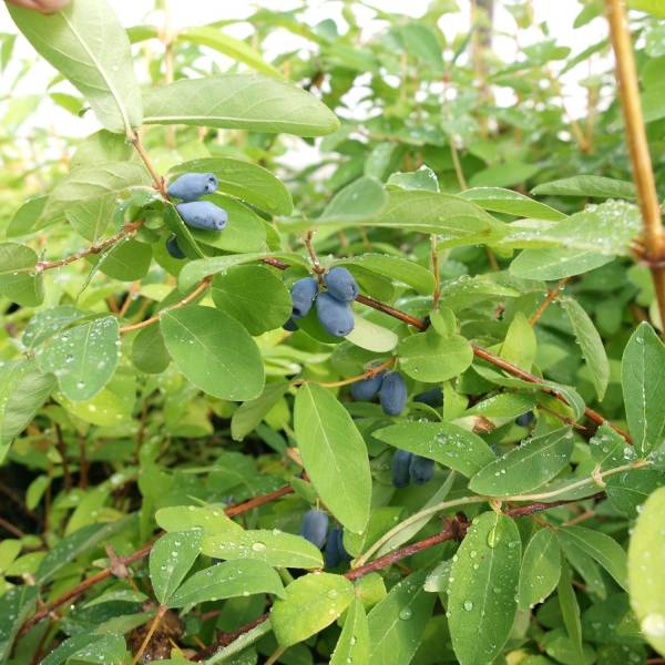 Lonicera kamtschatica Kalinka - Baie de mai Pot de 1,5L/2L