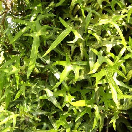 Lierre d'ornement - Hedera helix Sagittifolia Pot de 2L/3L