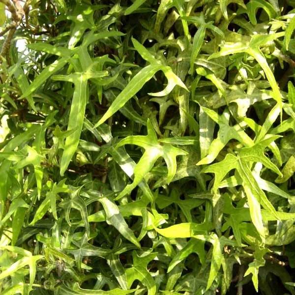 Lierre d'ornement - Hedera helix Sagittifolia Pot de 2L/3L